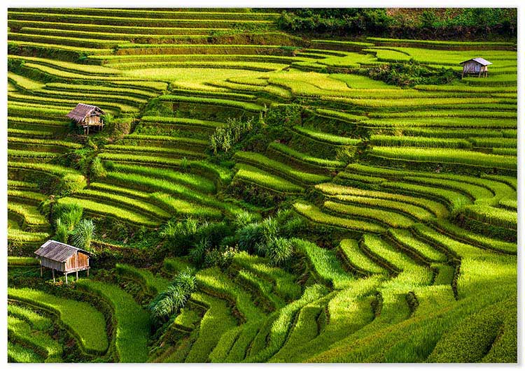 Cuadro Arrozales Bali Home & Living