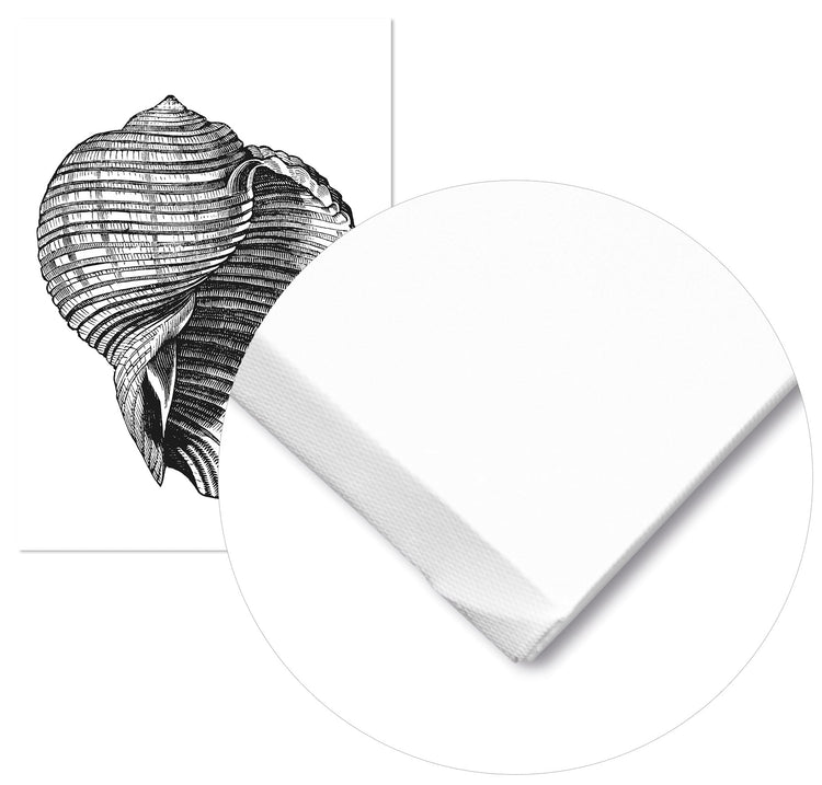 Cuadro Concha de Mar Vintage Home & Living