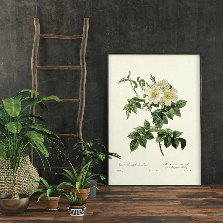 Cuadro Rosa Blanca Vintage freeshipping - Home and Living