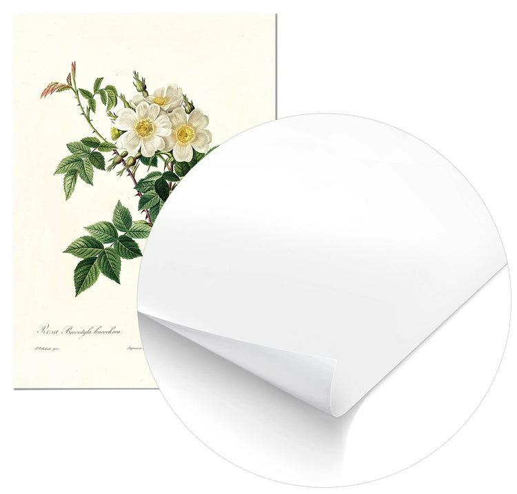 Cuadro Rosa Blanca Vintage freeshipping - Home and Living