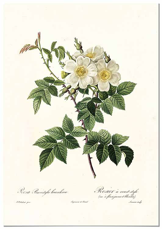 Cuadro Rosa Blanca Vintage Home & Living