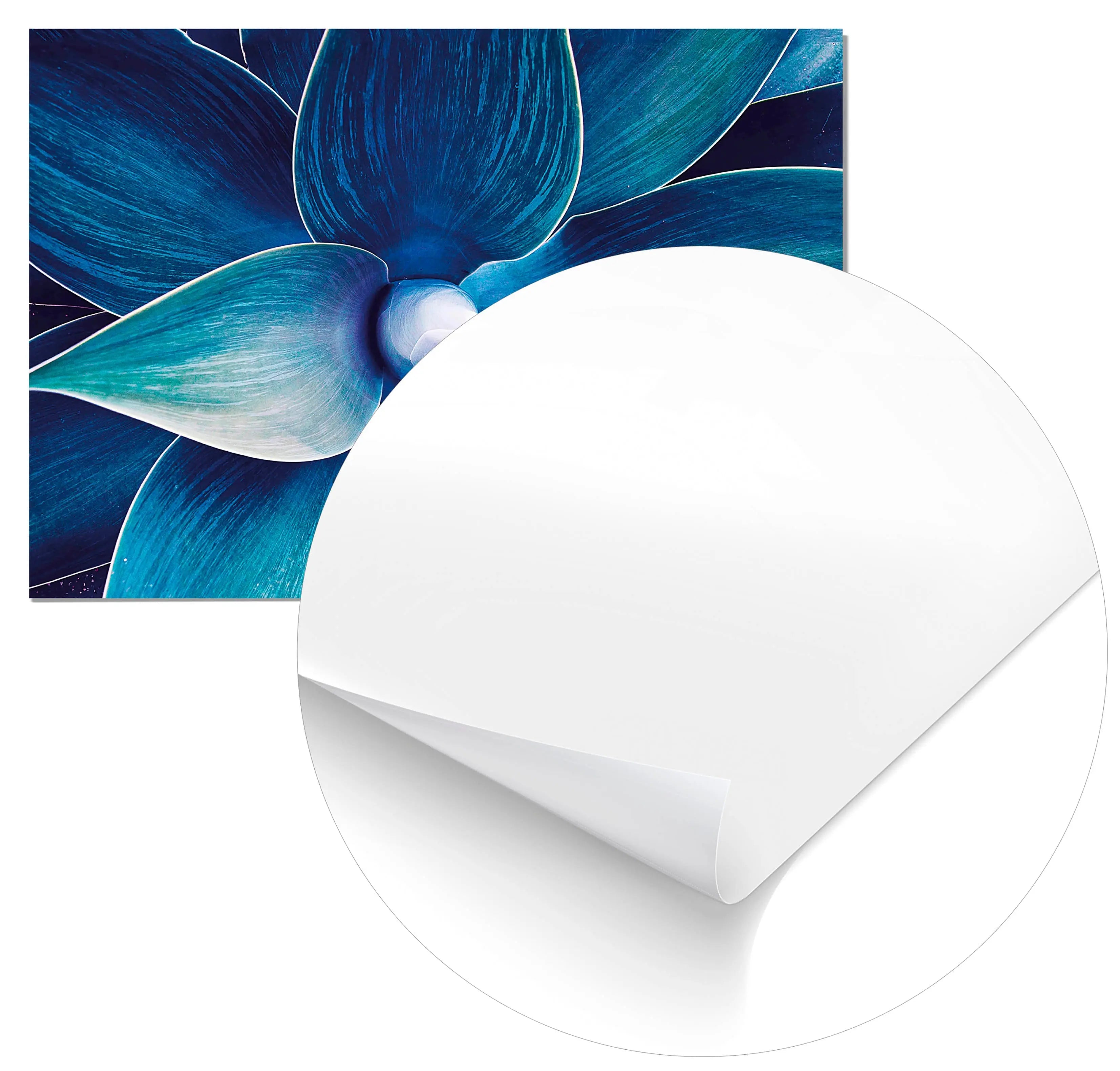 Cuadro Ágave Floral Home & Living Póster100x70cm