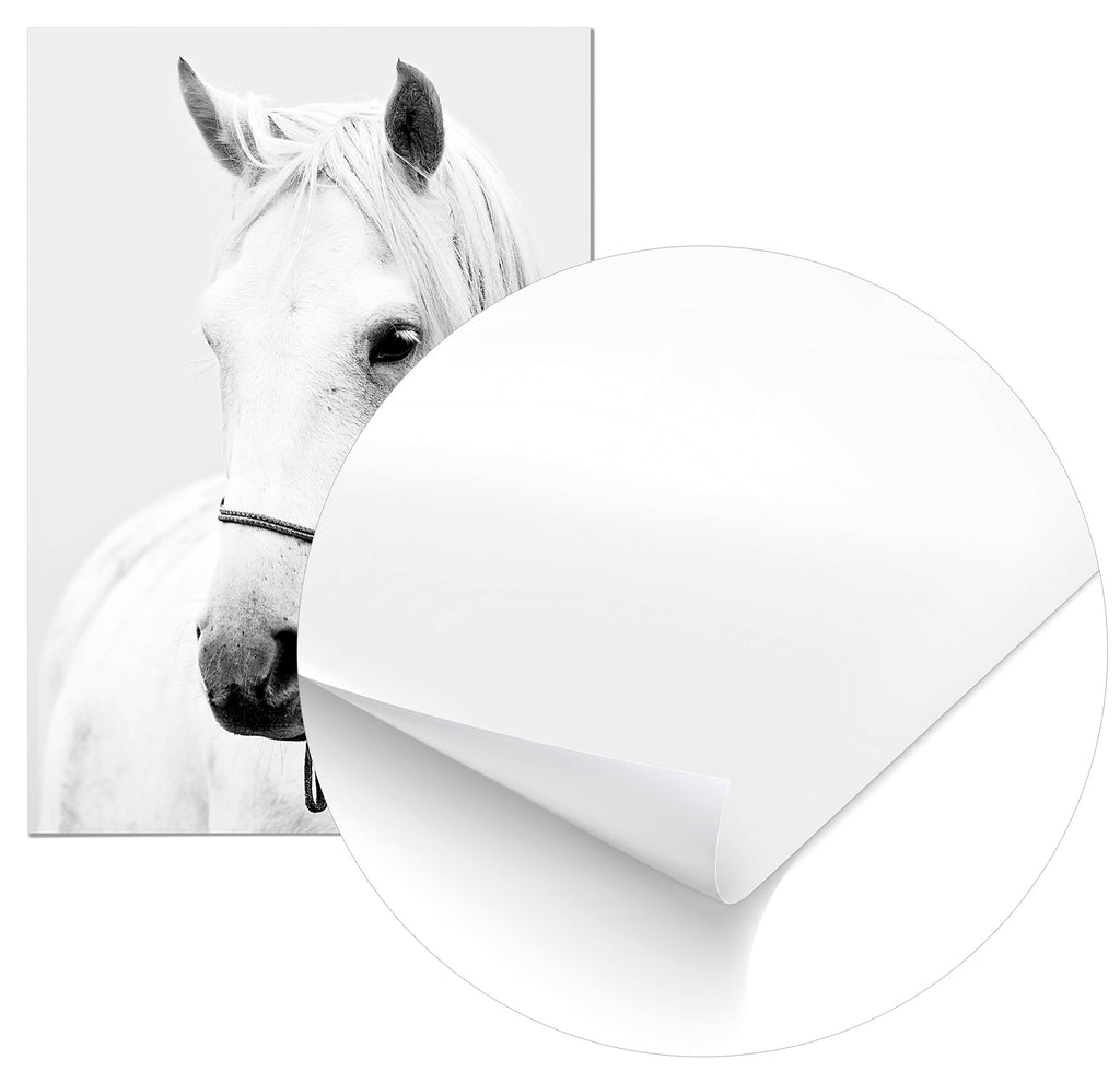 Cuadro Caballo Home & Living 