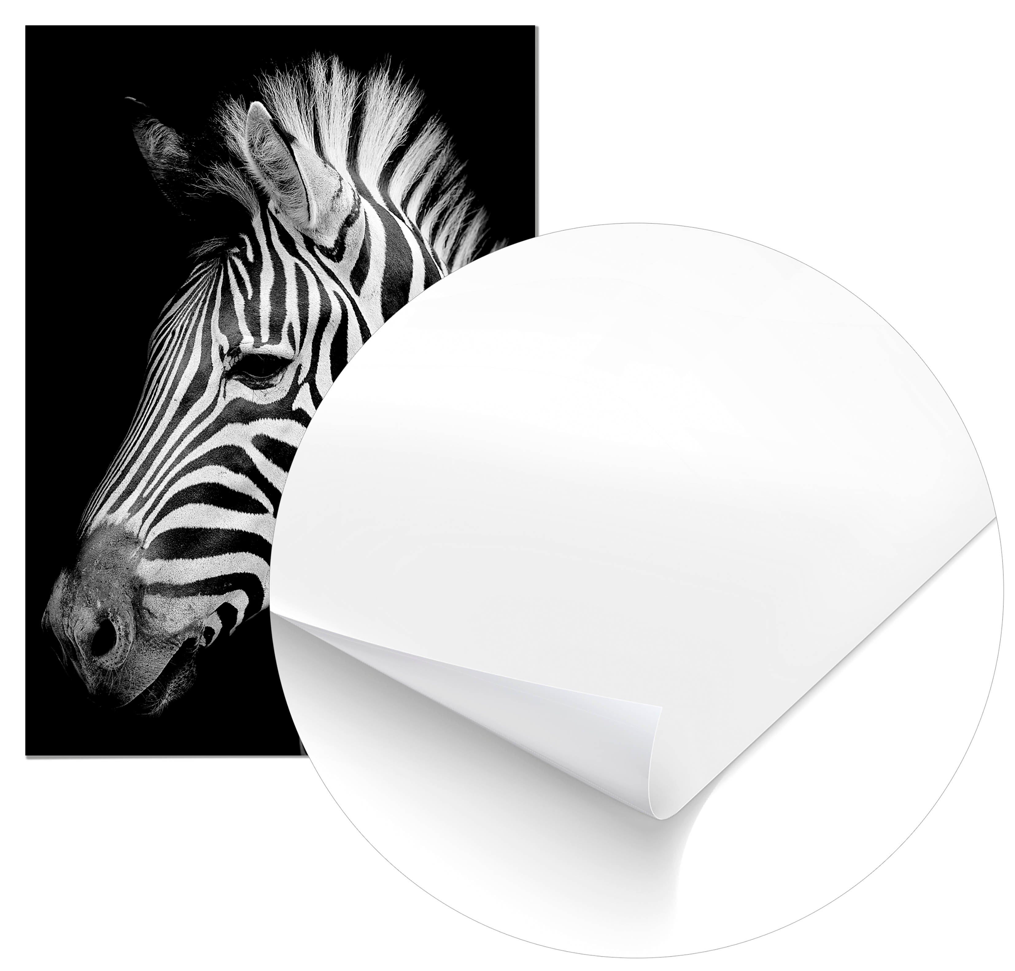 Cuadro Cebra Home & Living 