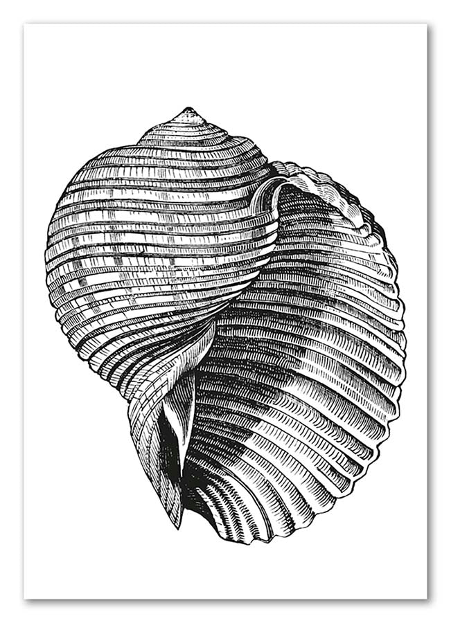 Cuadro Concha de Mar Vintage Home & Living 