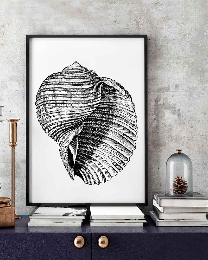 Cuadro Concha de Mar Vintage Home & Living 