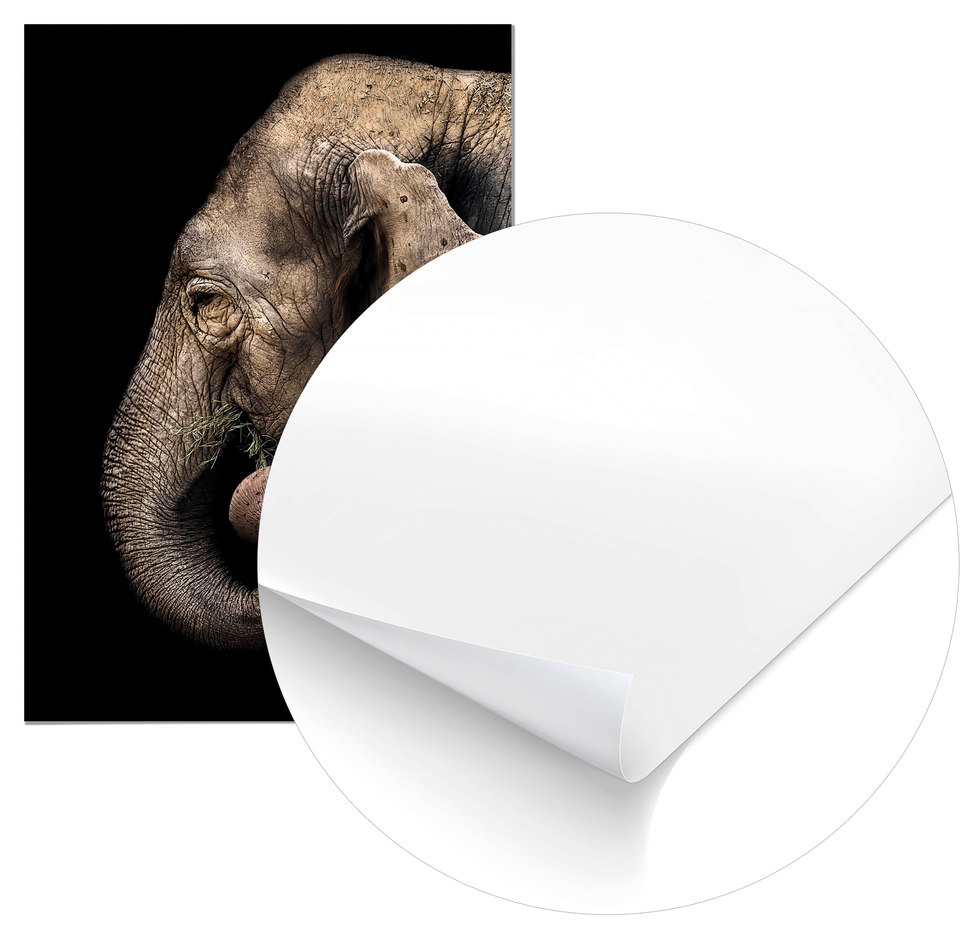 Cuadro Elefante Perfil Home & Living 