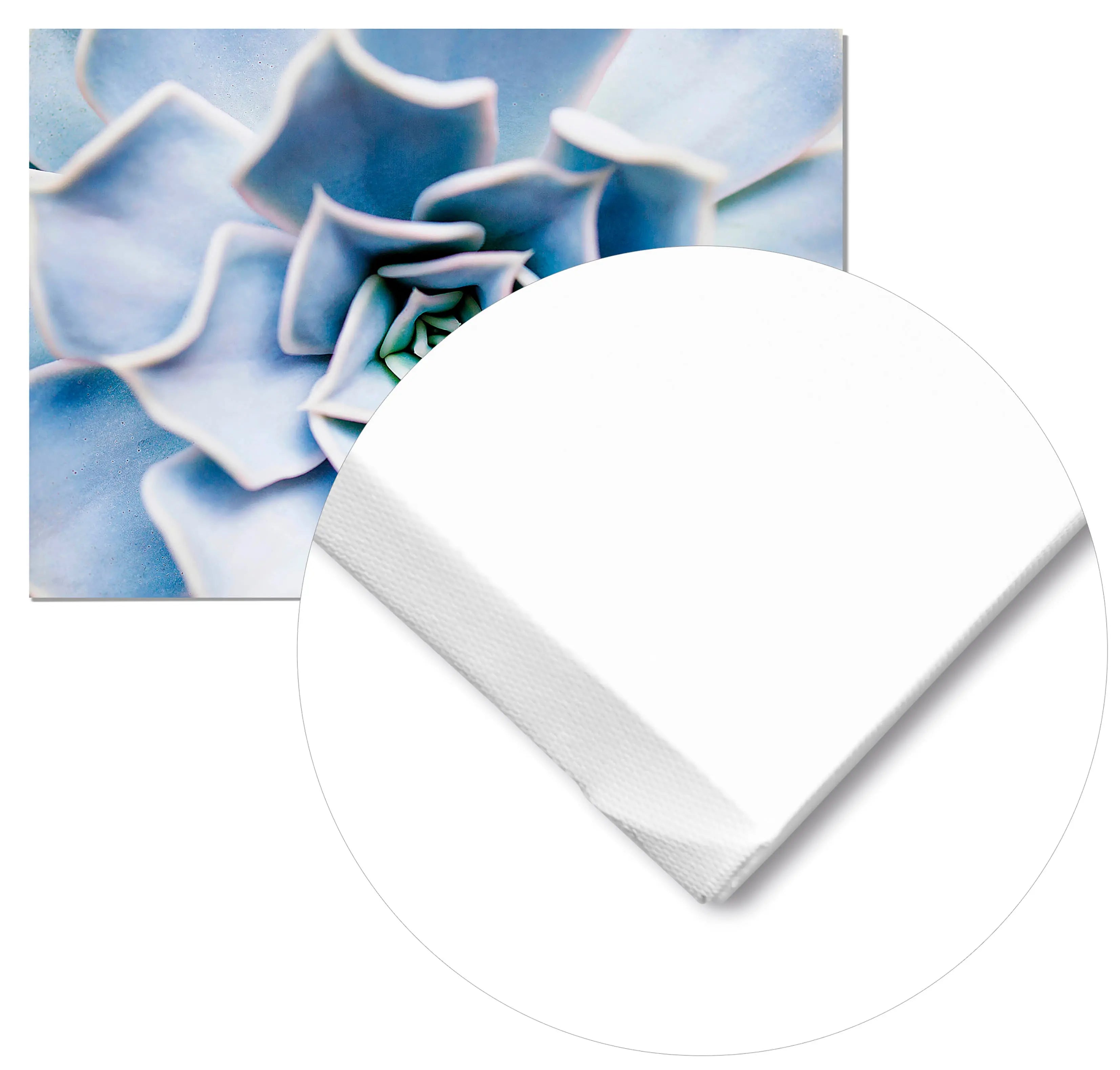 Cuadro Flor Suculenta freeshipping - Home and Living