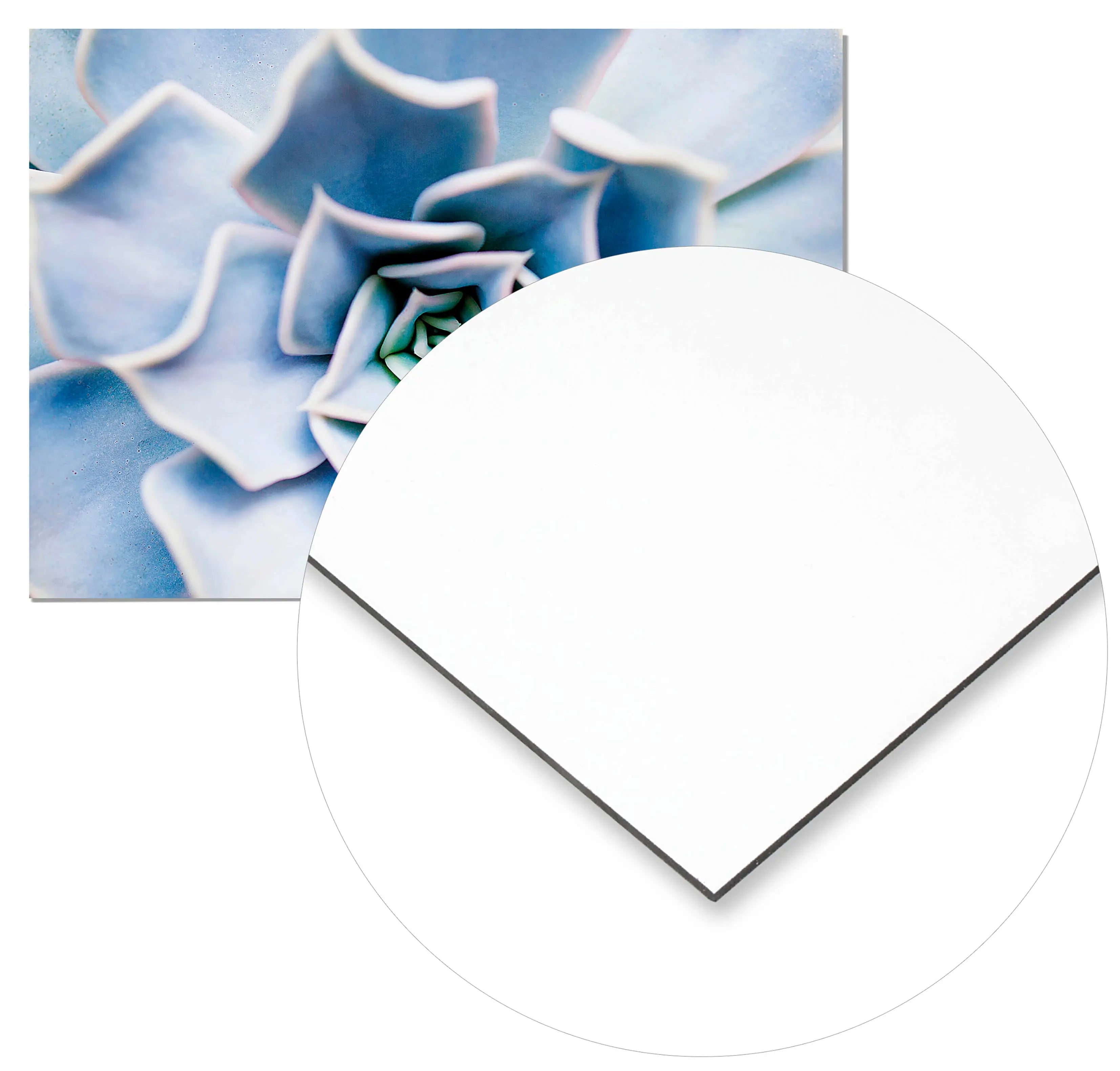 Cuadro Flor Suculenta freeshipping - Home and Living