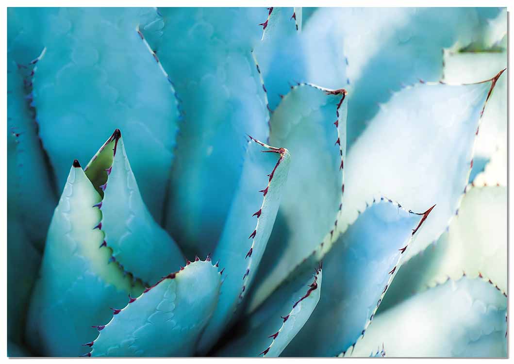 Cuadro Hojas Ágave Home & Living 