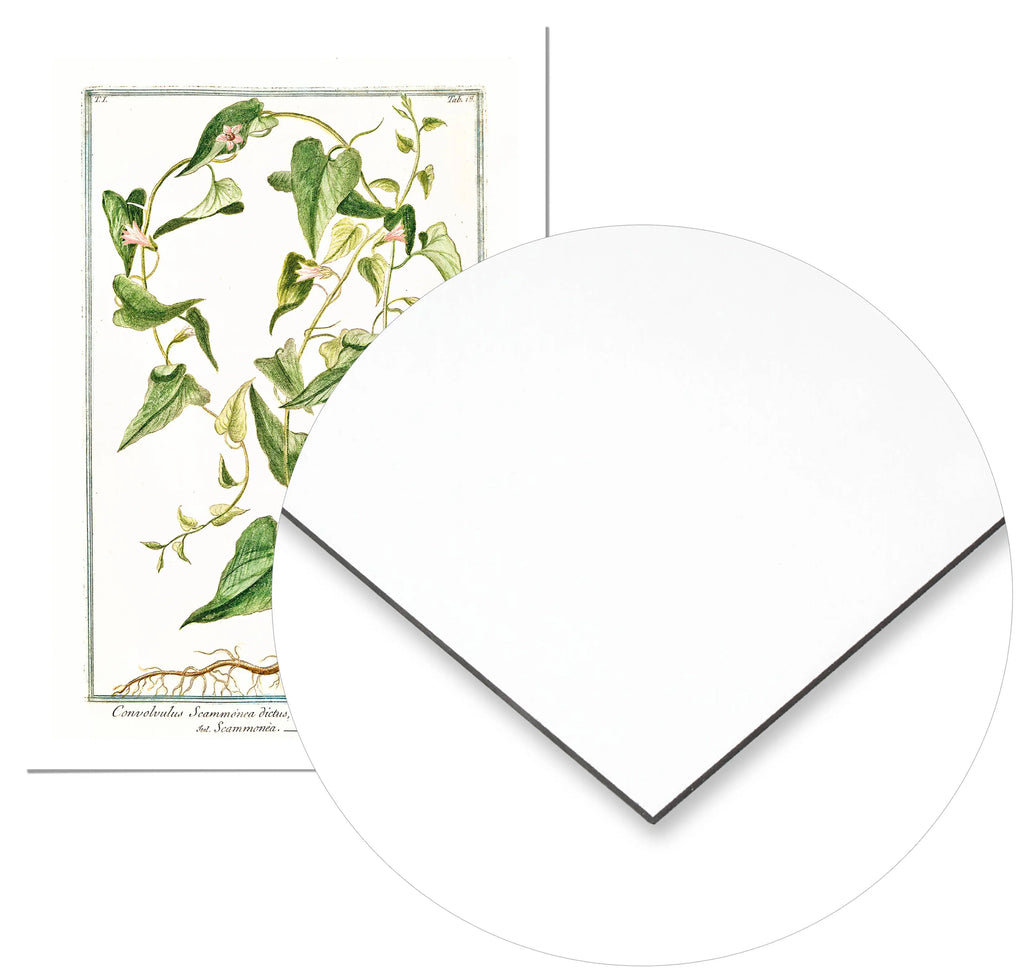 Cuadro Ilustración Botánica Convolvolus freeshipping - Home and Living