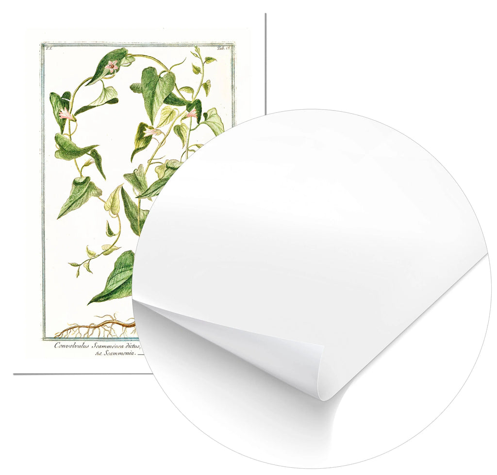 Cuadro Ilustración Botánica Convolvolus Home & Living Póster70x100cm