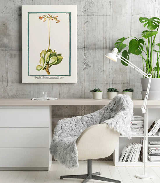 Cuadro Ilustración Botánica Cotyledon freeshipping - Home and Living