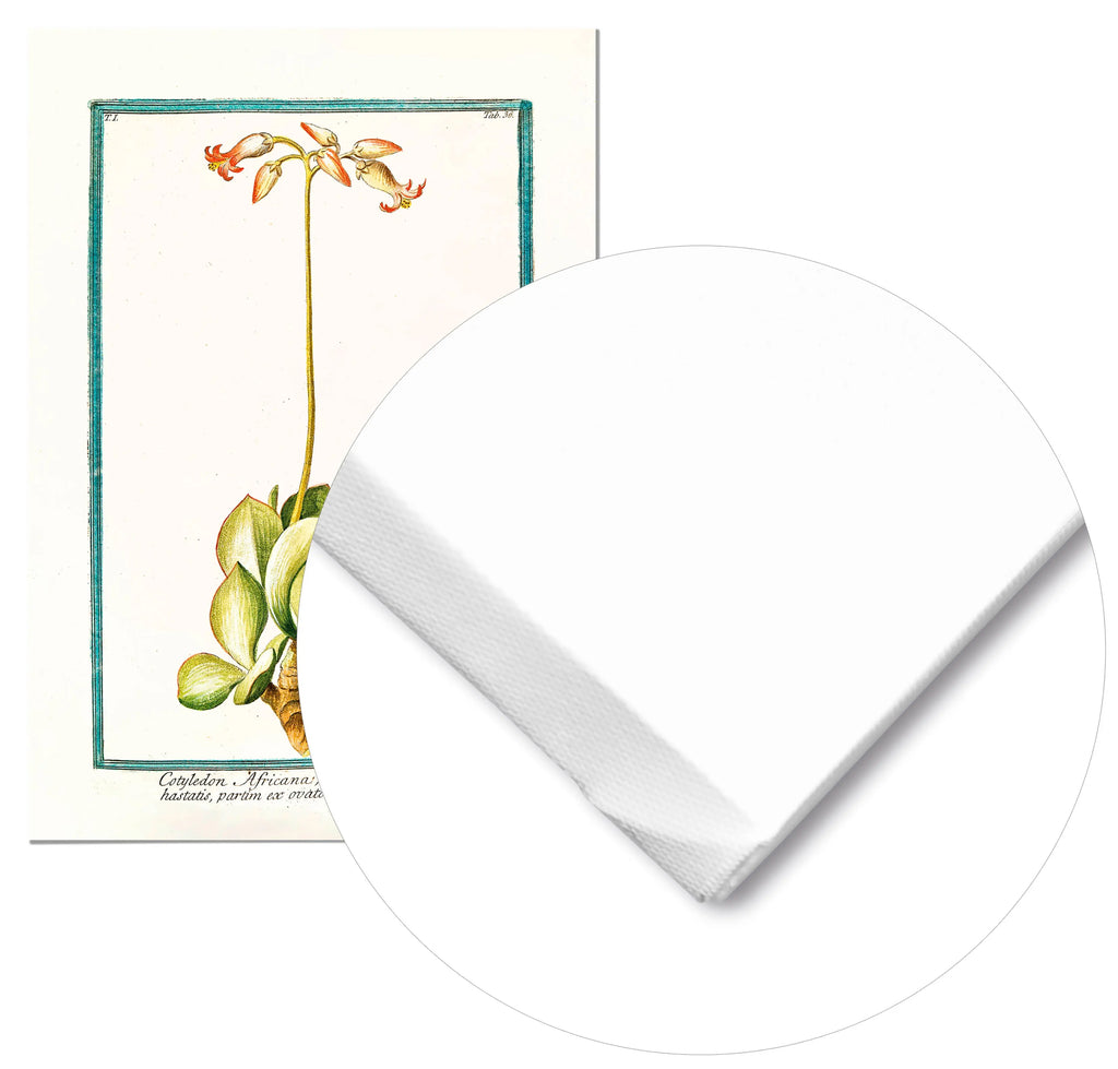 Cuadro Ilustración Botánica Cotyledon freeshipping - Home and Living
