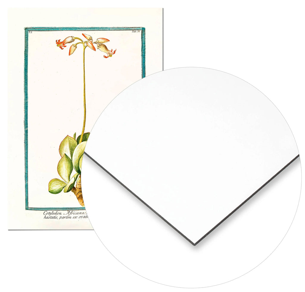 Cuadro Ilustración Botánica Cotyledon freeshipping - Home and Living