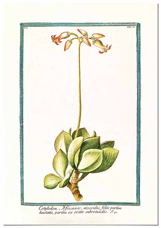 Cuadro Ilustración Botánica Cotyledon Home & Living 
