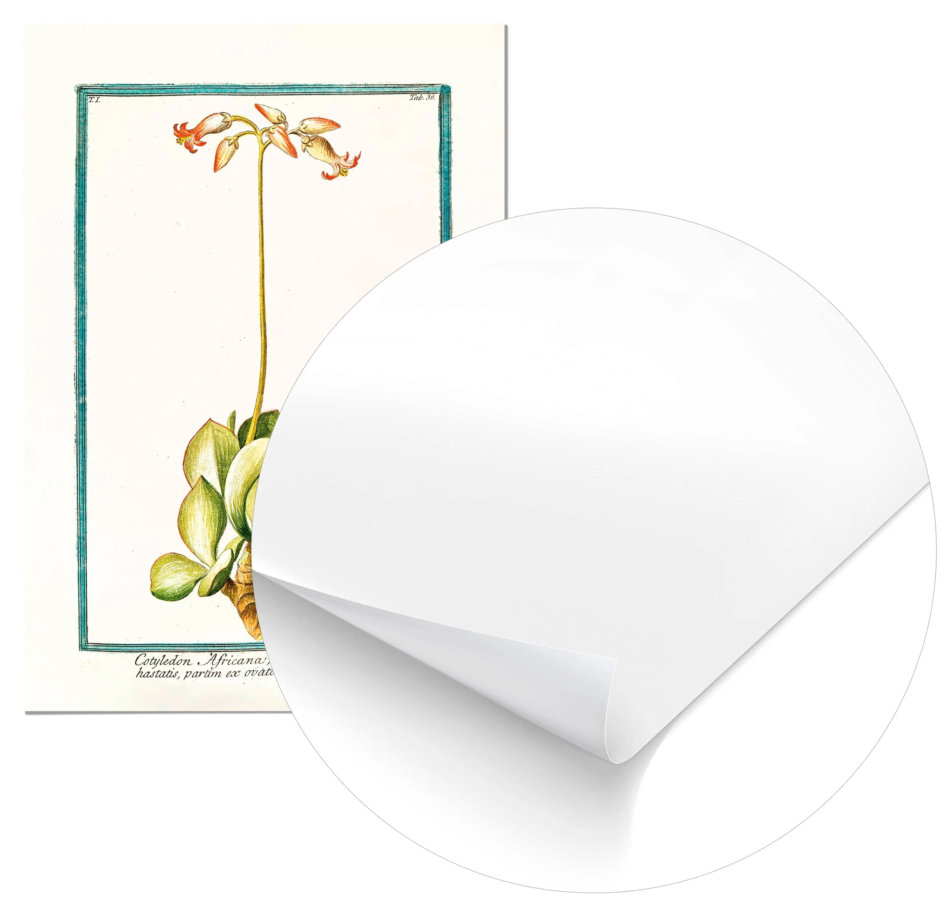 Cuadro Ilustración Botánica Cotyledon Home & Living Póster70x100cm