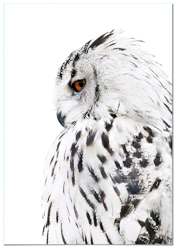 Cuadro Lechuza Perfil Derecho Home & Living 