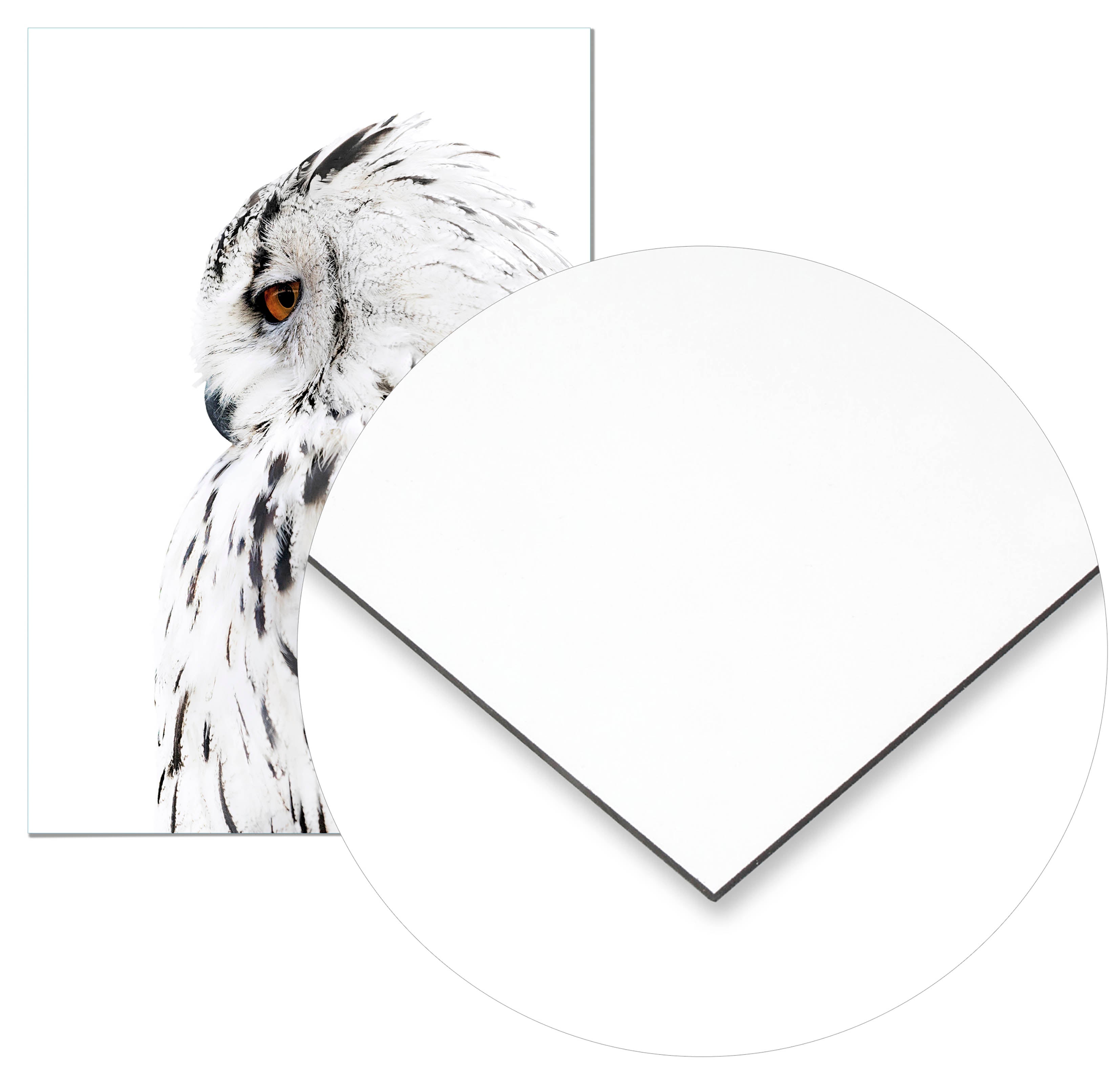 Cuadro Lechuza Perfil Derecho Home & Living 