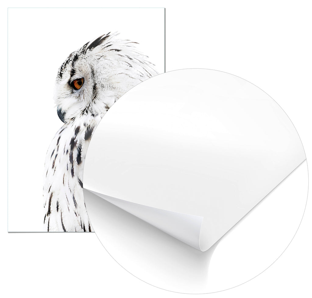 Cuadro Lechuza Perfil Derecho Home & Living 