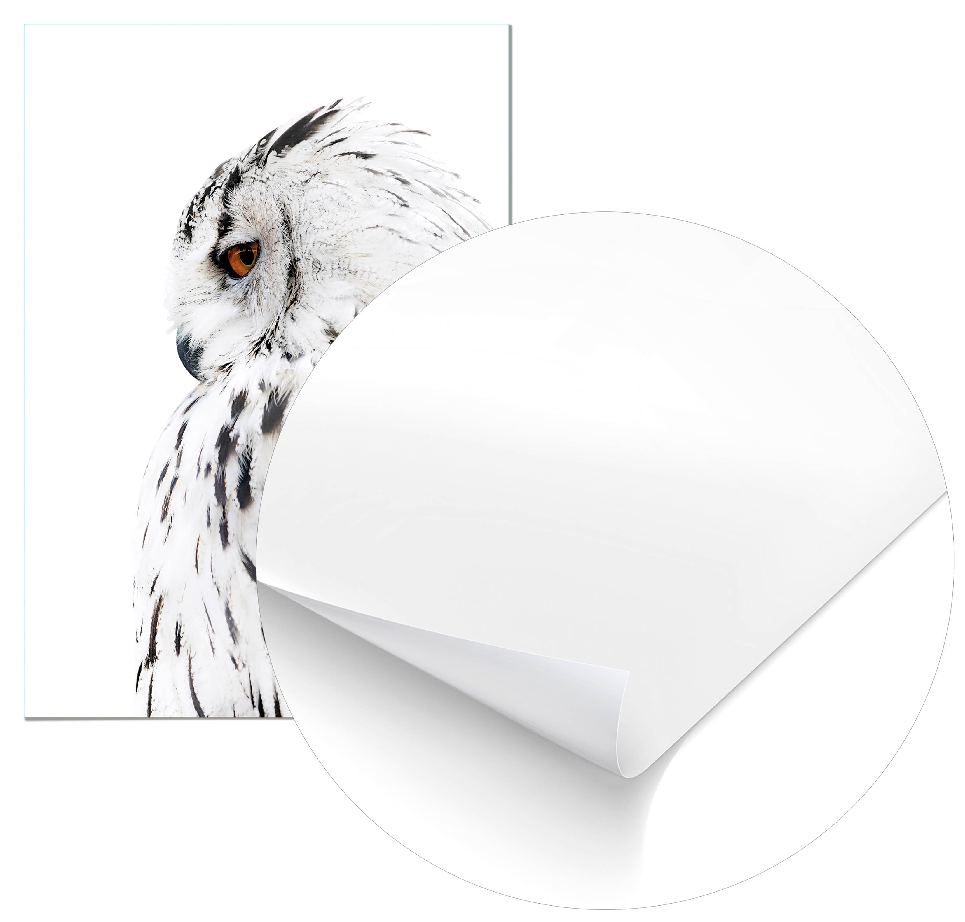 Cuadro Lechuza Perfil Derecho Home & Living 