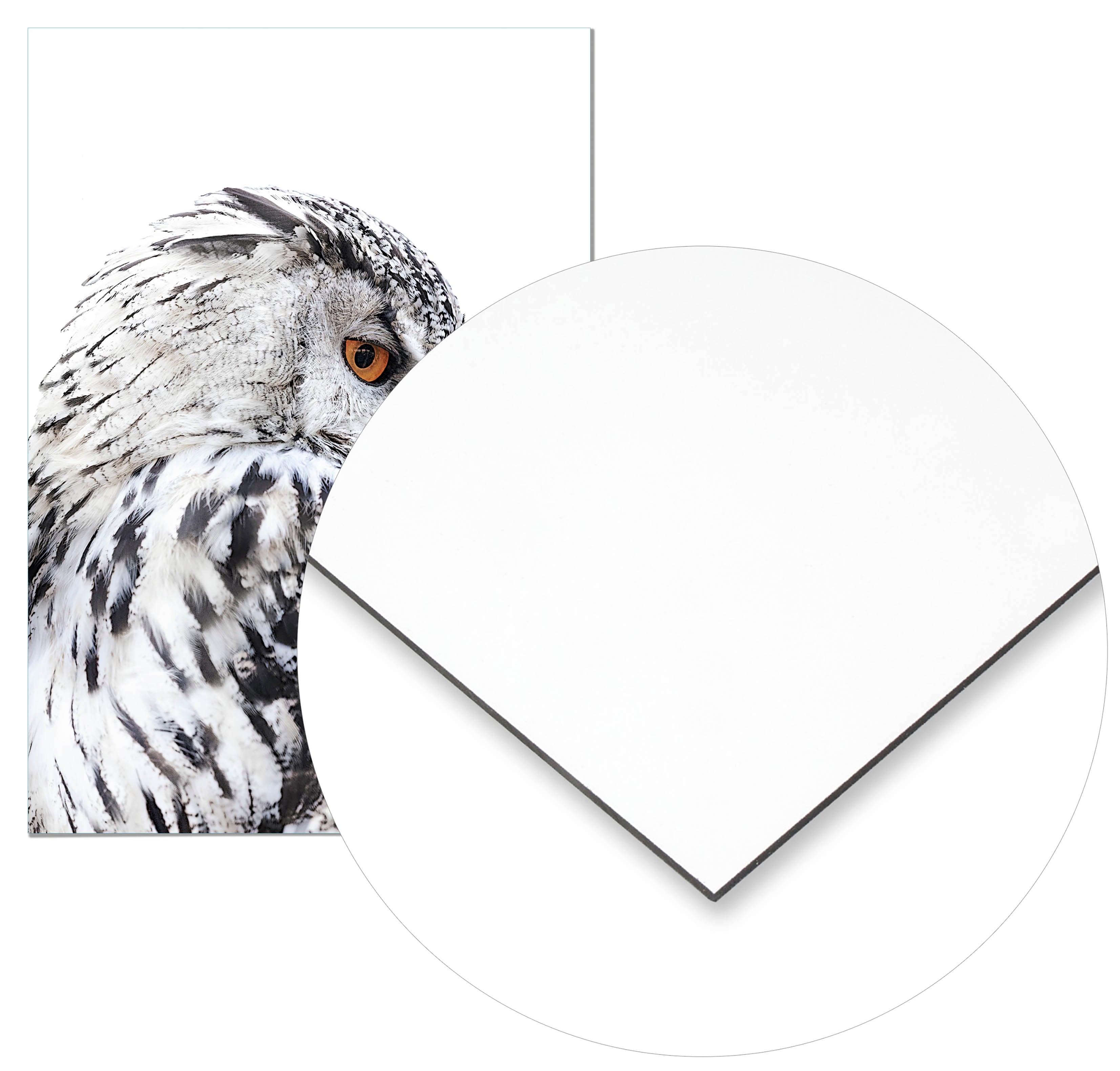 Cuadro Lechuza Perfil Izquierdo Home & Living 