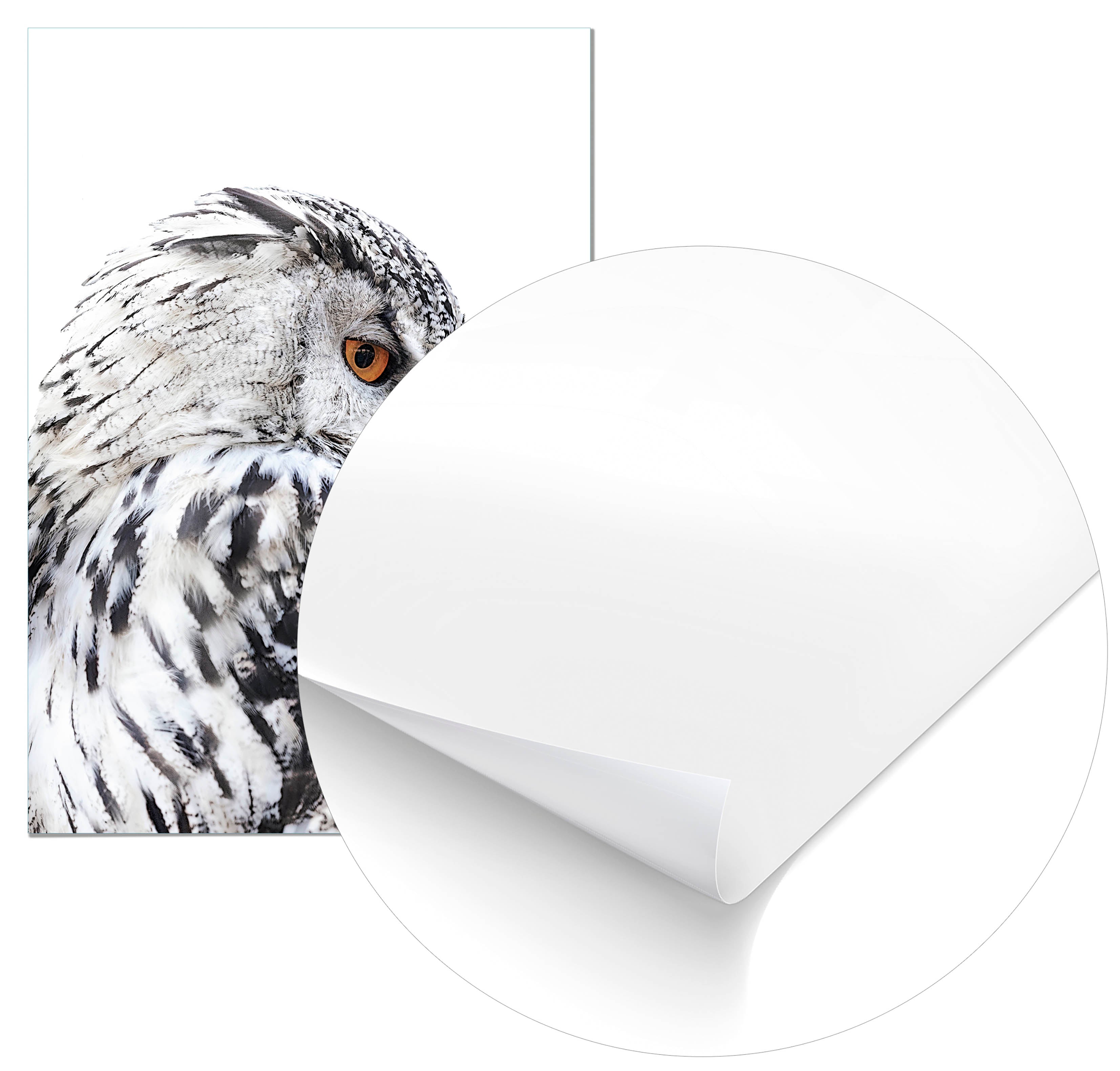 Cuadro Lechuza Perfil Izquierdo Home & Living 