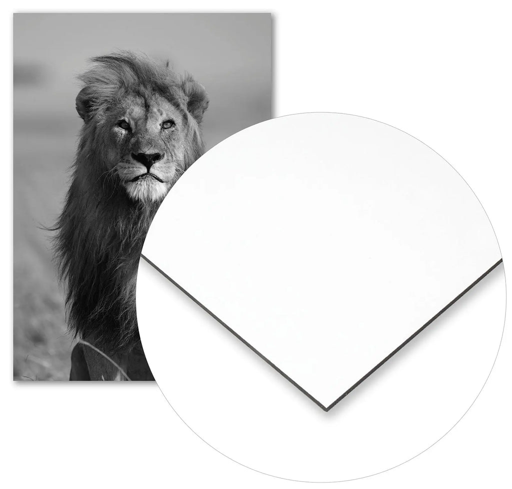 Cuadro León Africano freeshipping - Home and Living