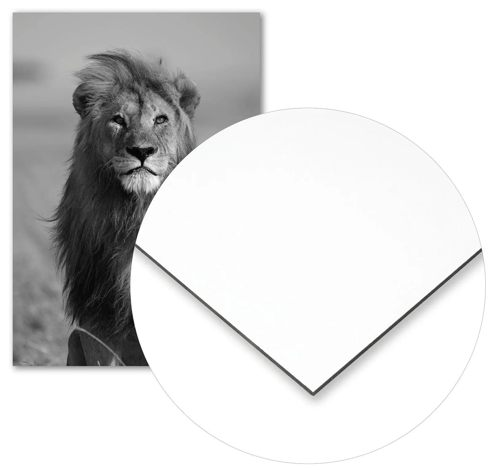 Cuadro León Africano freeshipping - Home and Living