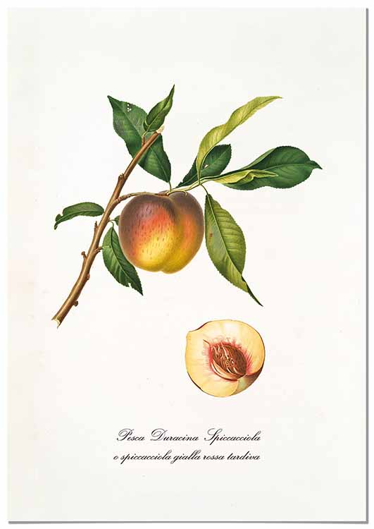 Cuadro Melocotón Amarillo Vintage Home & Living 