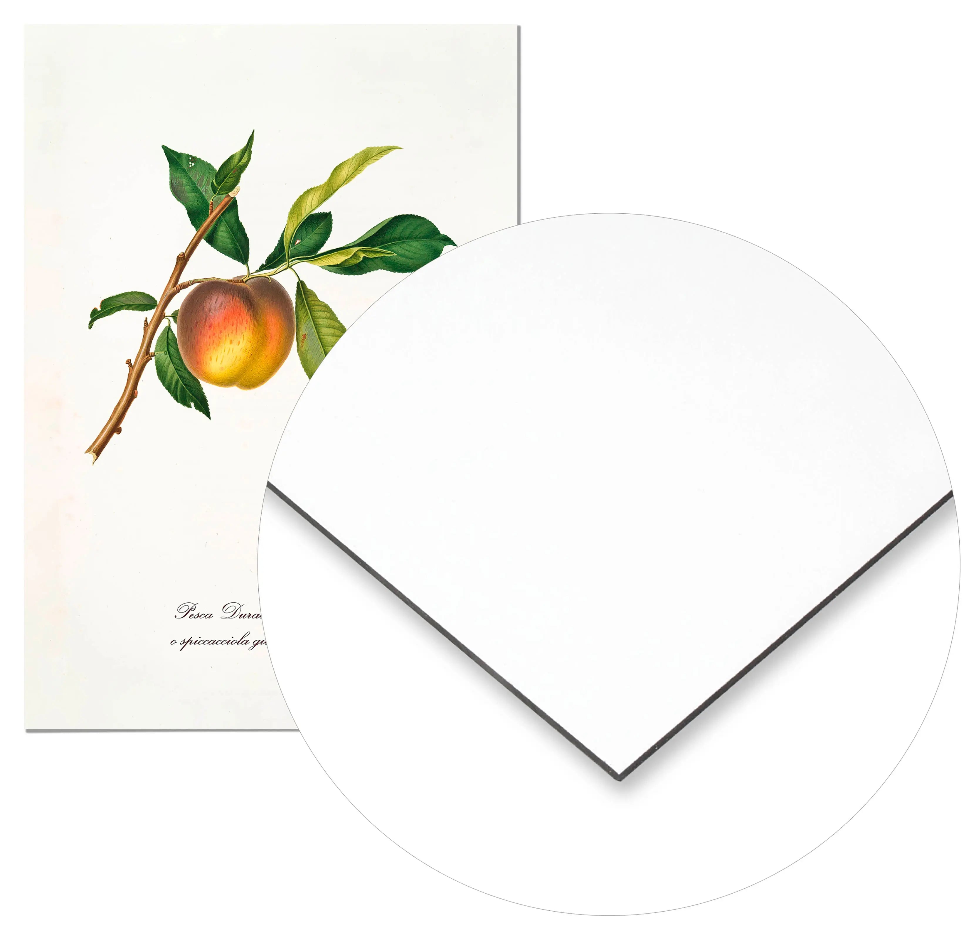 Cuadro Melocotón Amarillo Vintage Home & Living Metal70x100cm