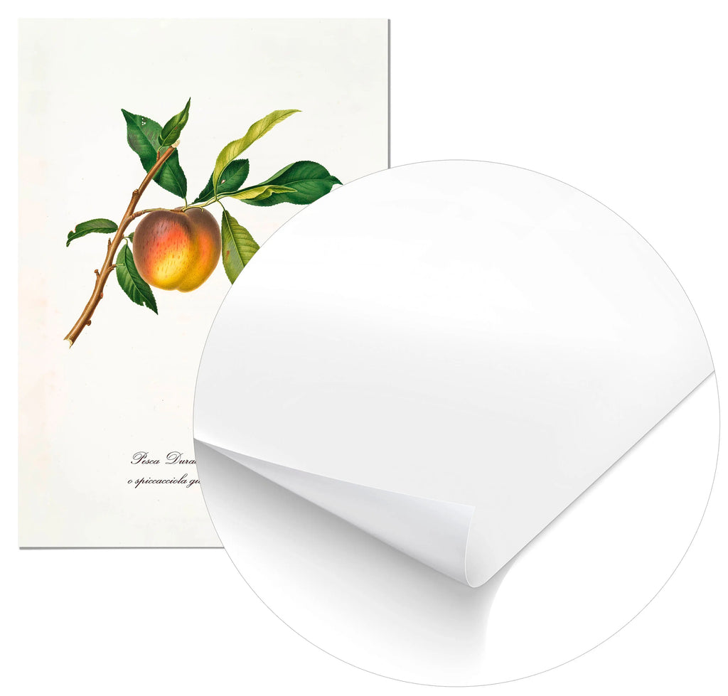 Cuadro Melocotón Amarillo Vintage Home & Living Póster70x100cm