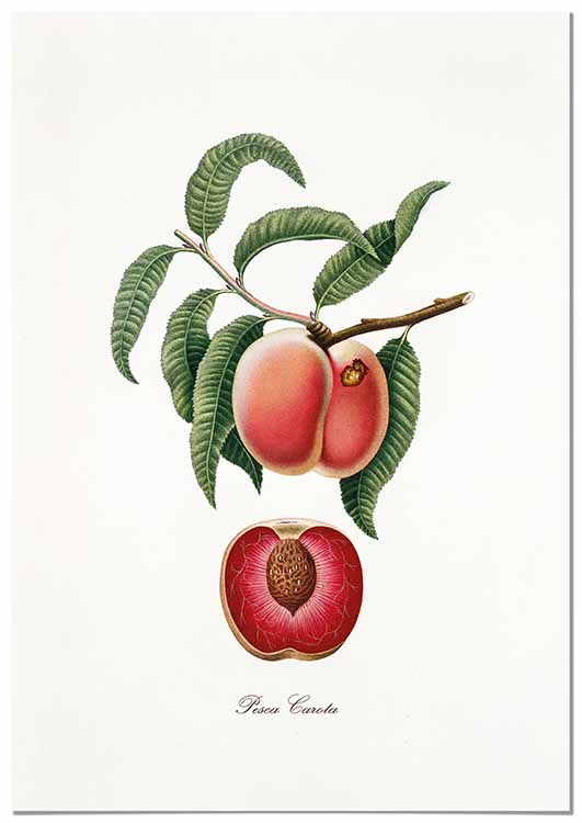 Cuadro Melocotón Vintage Home & Living 