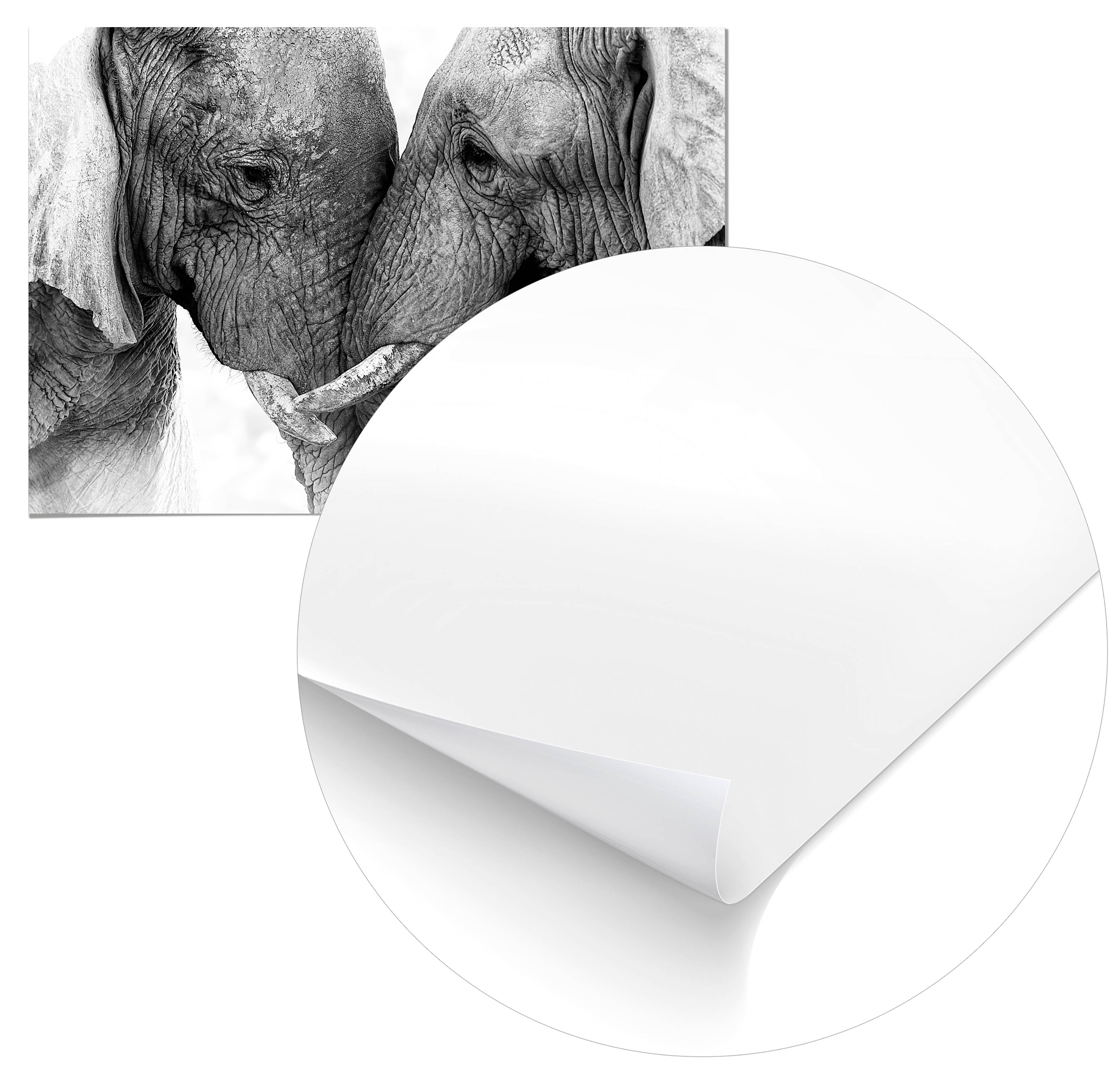 Cuadro Pareja de Elefantes Home & Living 