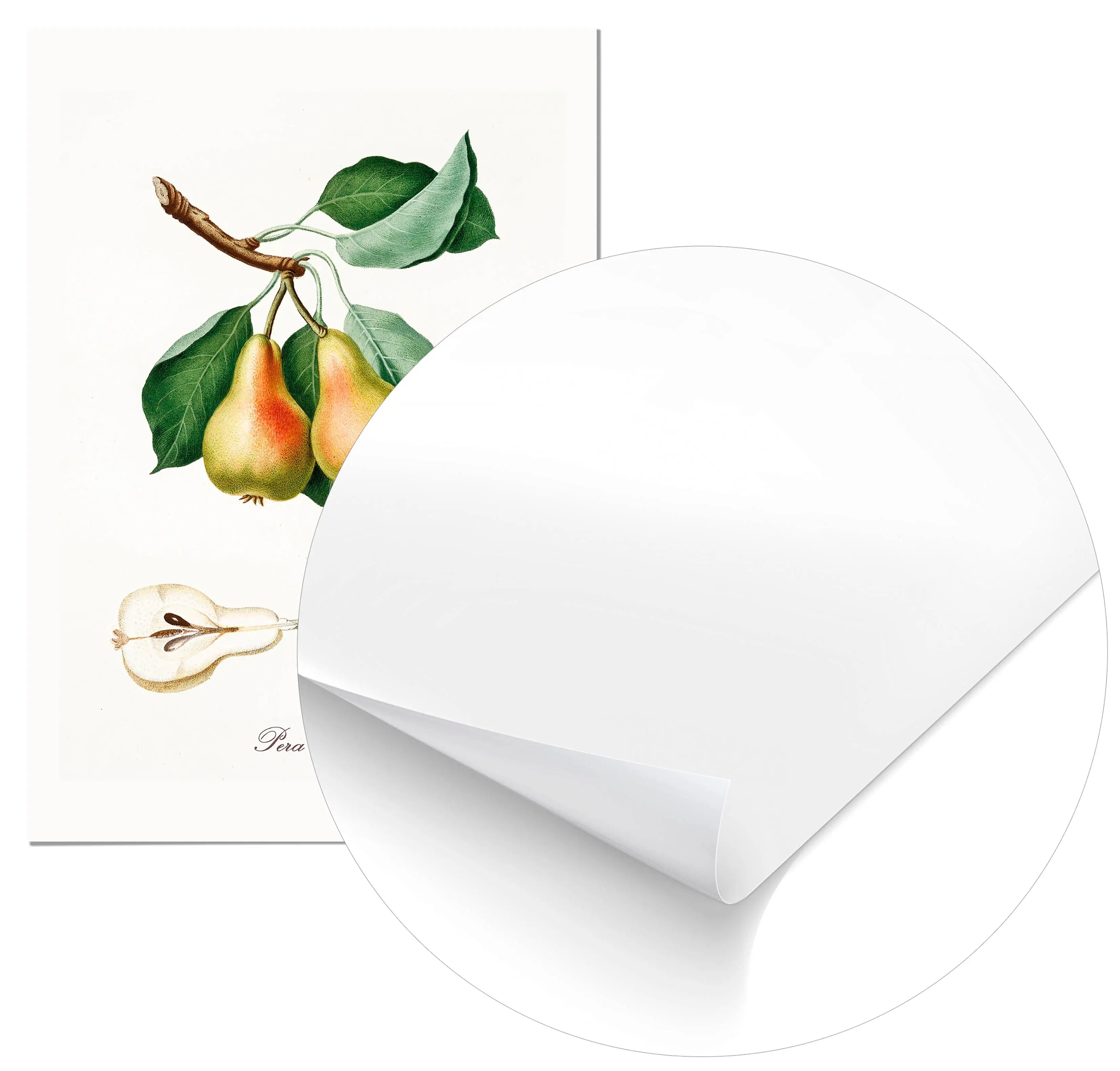 Cuadro Pera Vintage Home & Living Póster70x100cm