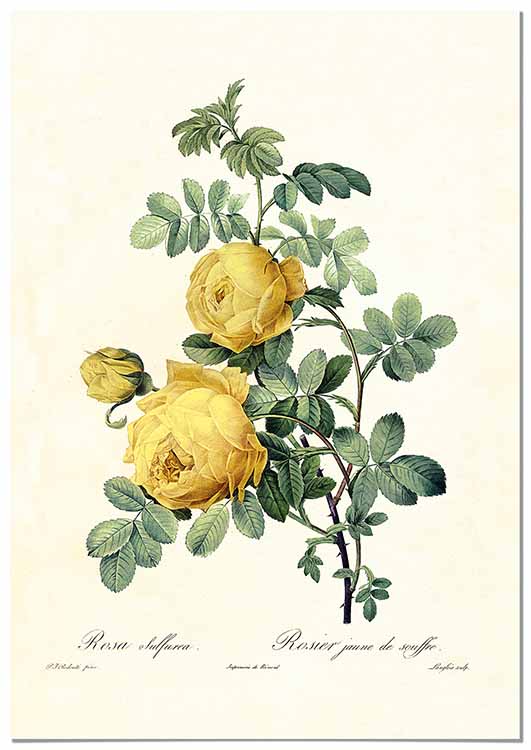 Cuadro Rosa Amarilla Vintage Home & Living 