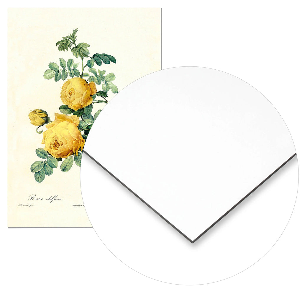 Cuadro Rosa Amarilla Vintage Home & Living Metal21x30cm