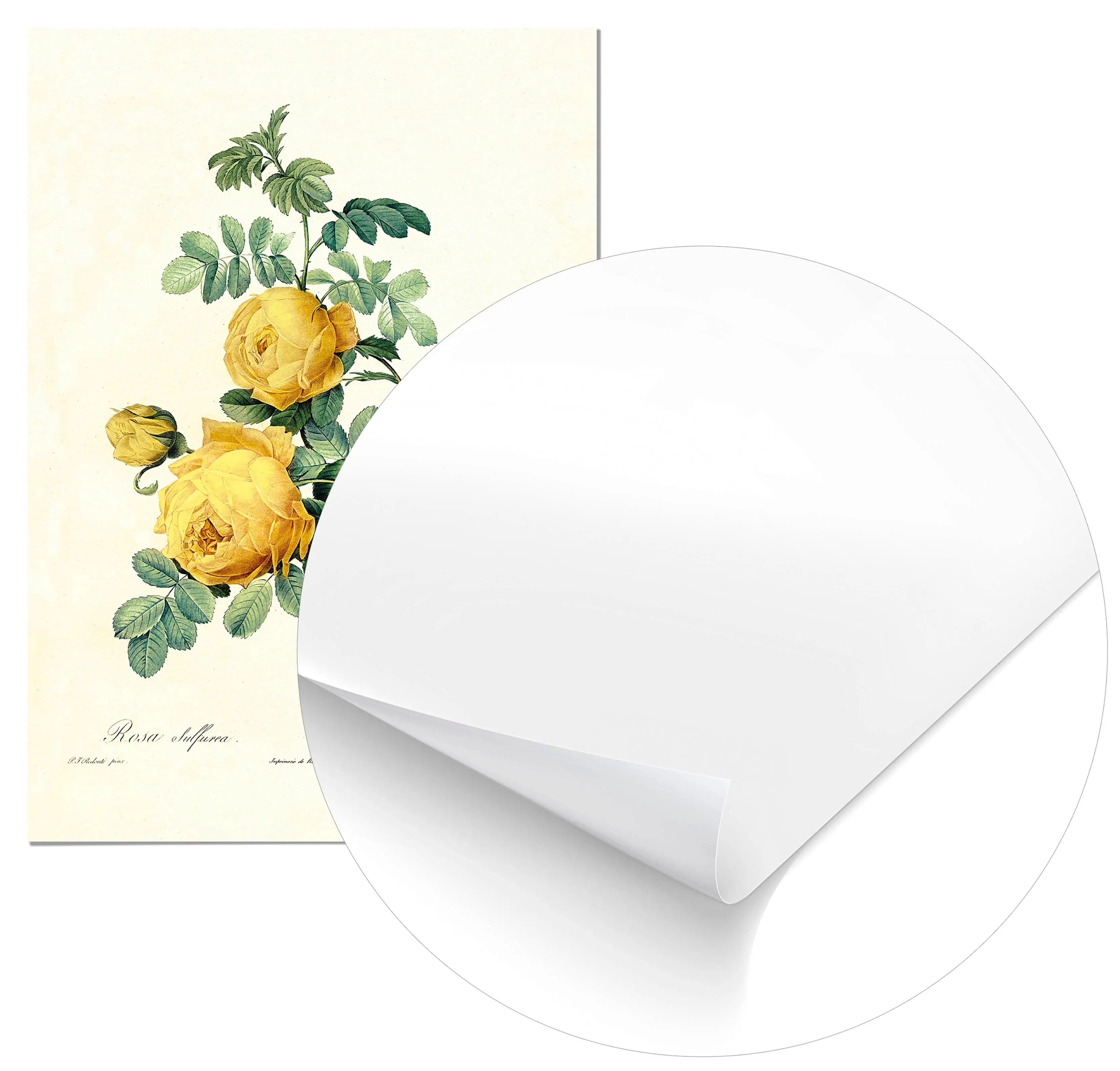 Cuadro Rosa Amarilla Vintage Home & Living Póster21x30cm