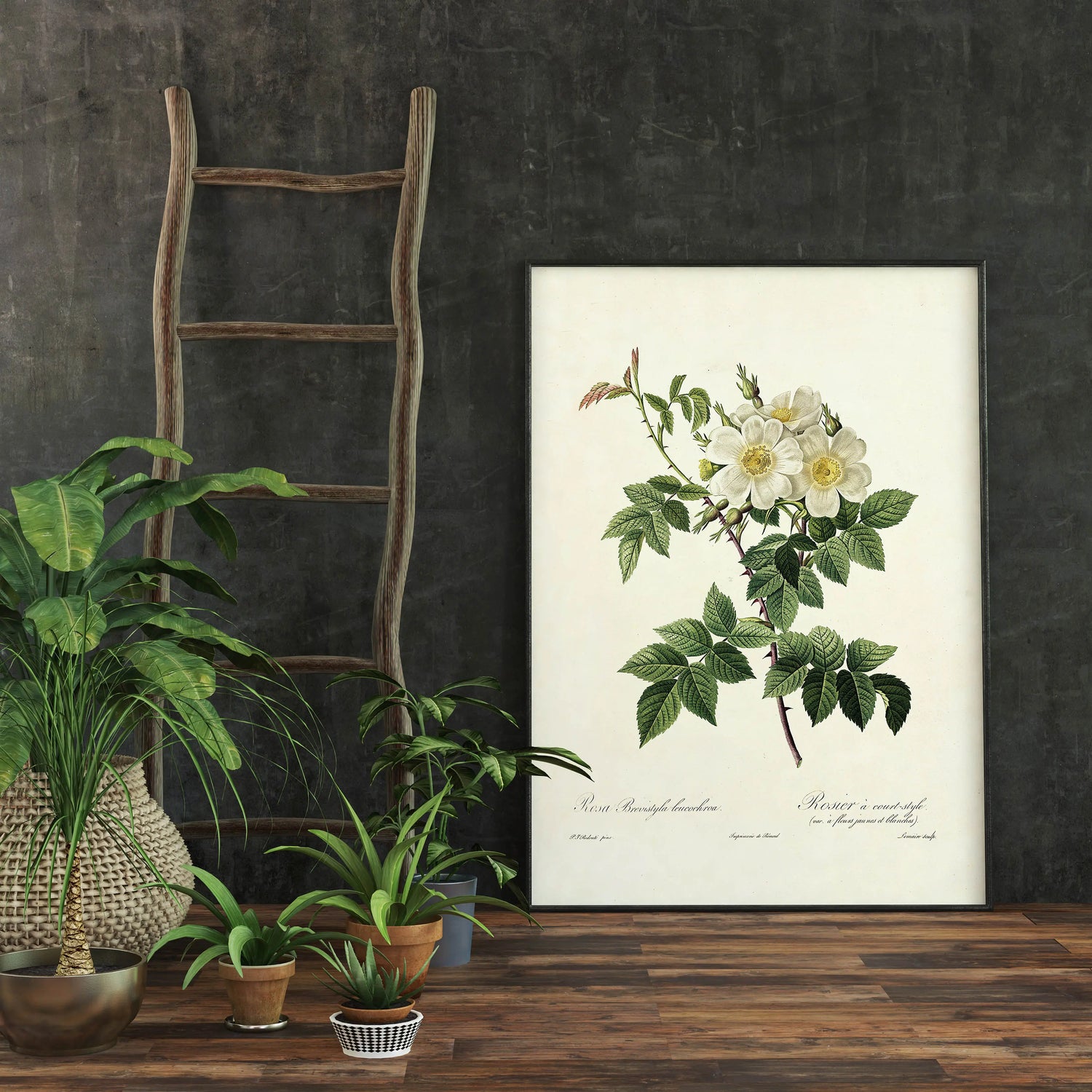 Cuadro Rosa Blanca Vintage freeshipping - Home and Living