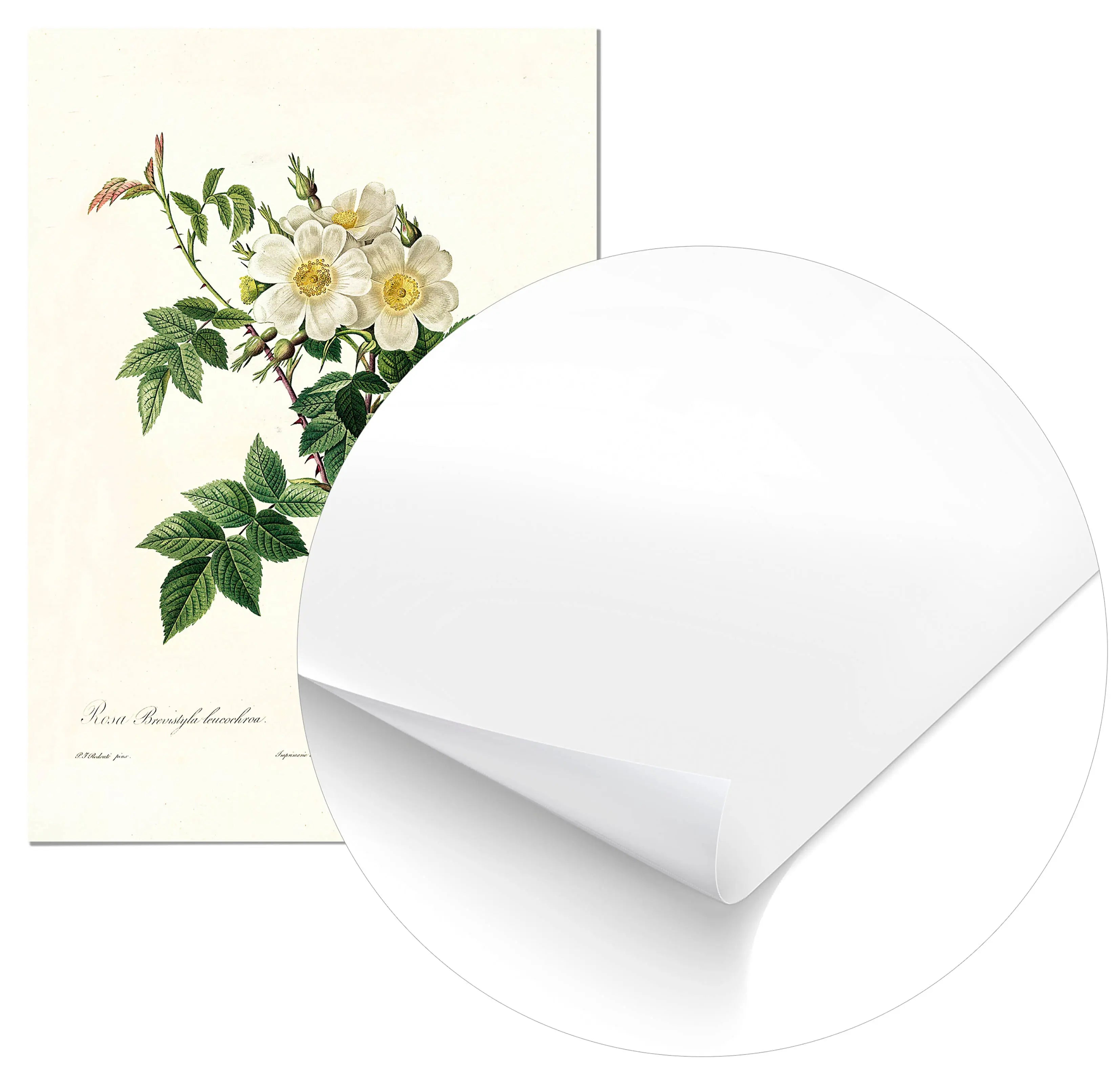 Cuadro Rosa Blanca Vintage freeshipping - Home and Living