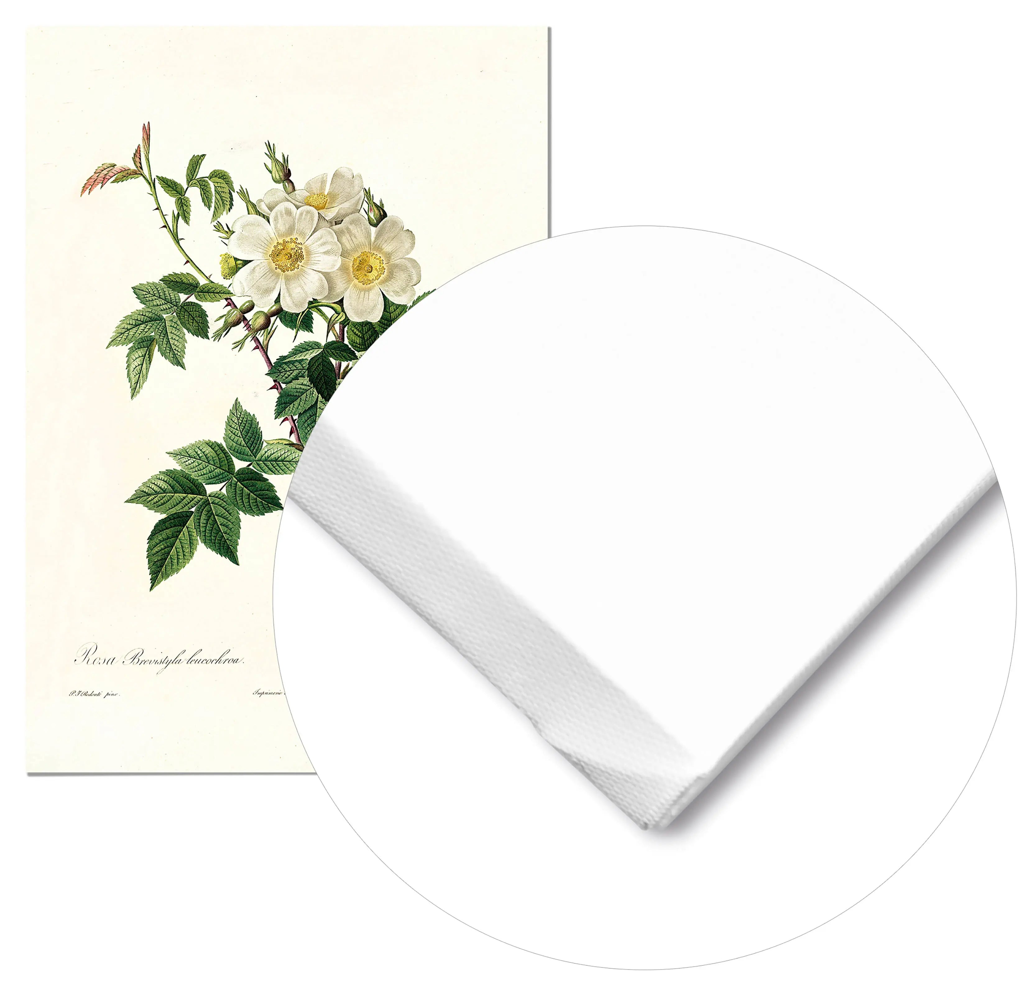 Cuadro Rosa Blanca Vintage freeshipping - Home and Living