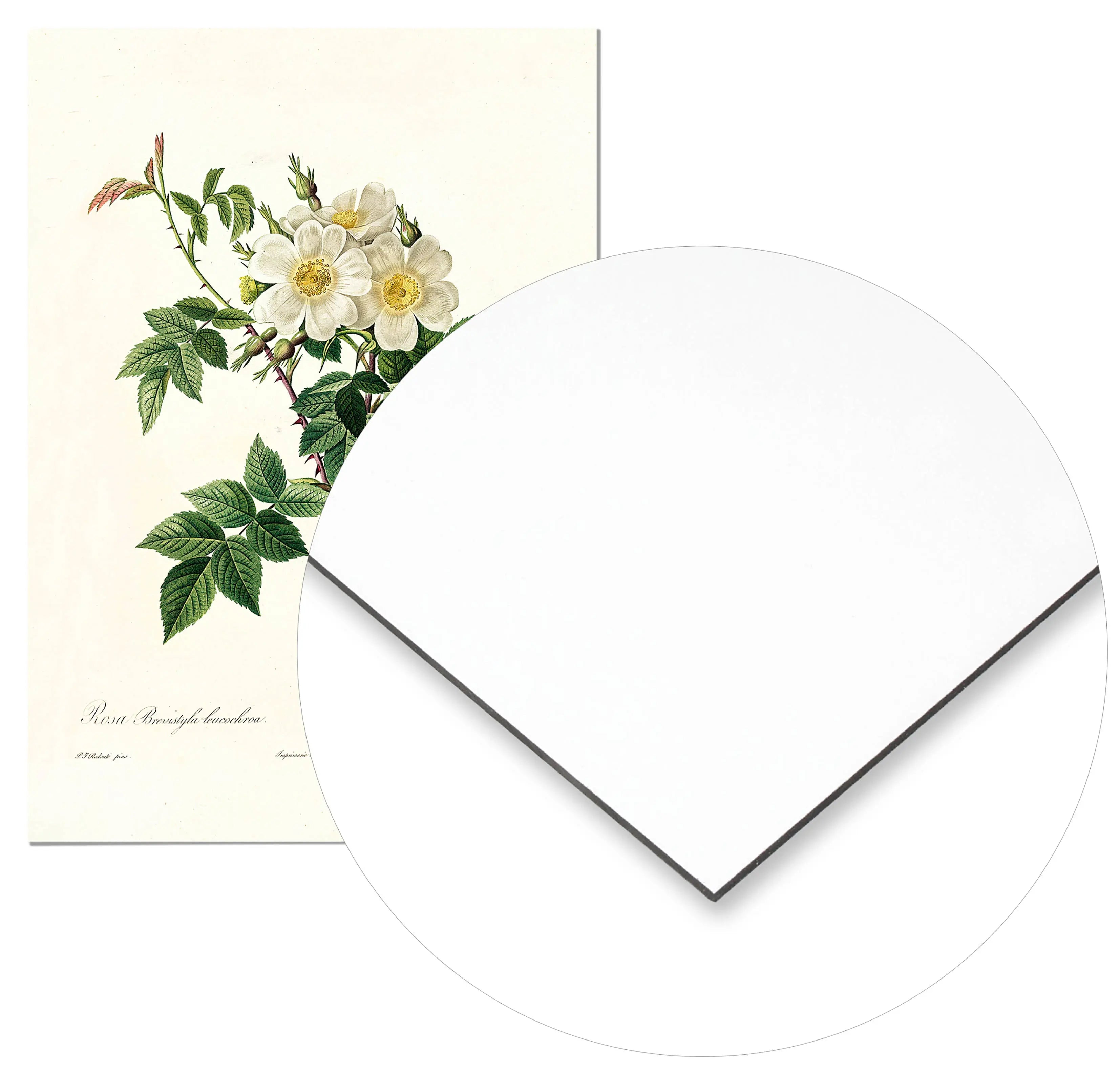 Cuadro Rosa Blanca Vintage freeshipping - Home and Living