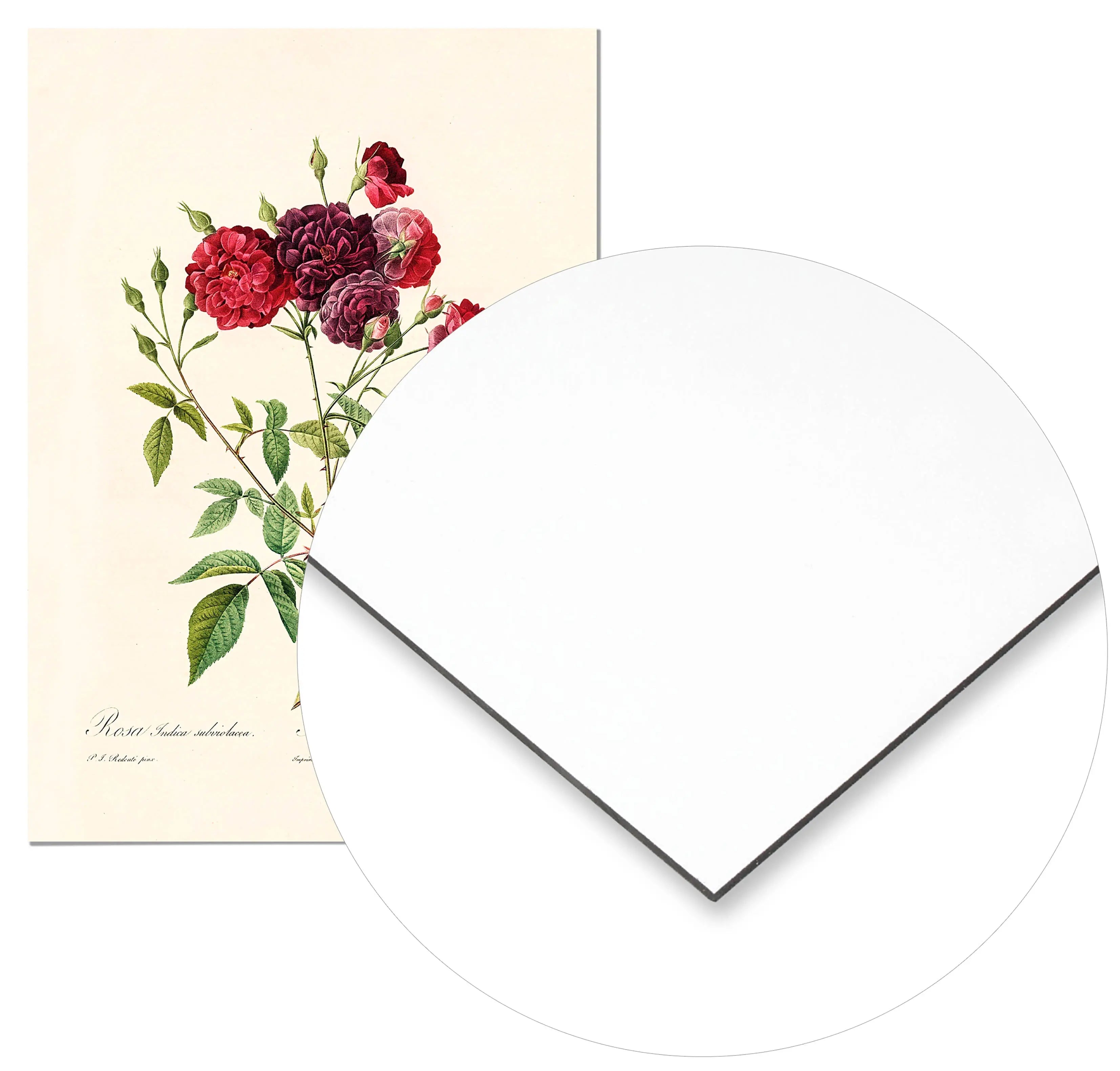 Cuadro Rosa Borgona Vintage Home & Living Metal70x100cm