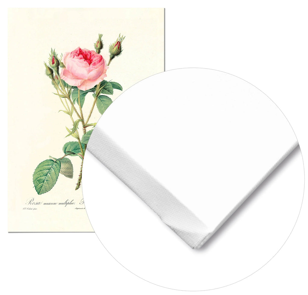 Cuadro Rosa Rosa Vintage Home & Living Lienzo70x100cm