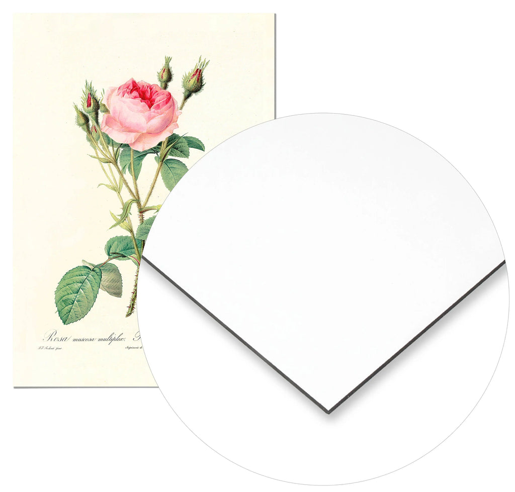 Cuadro Rosa Rosa Vintage Home & Living Metal70x100cm