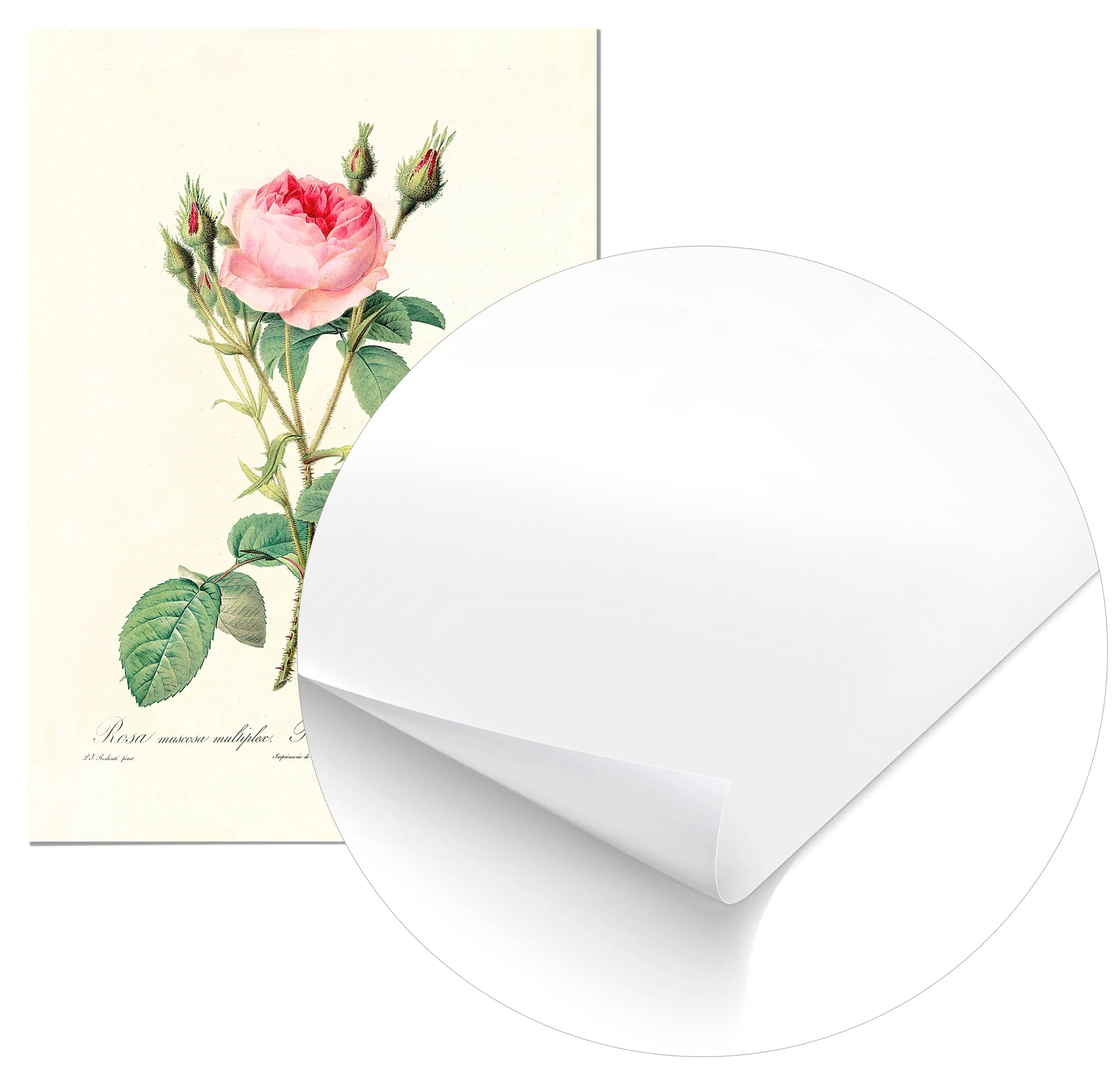 Cuadro Rosa Rosa Vintage Home & Living Póster70x100cm