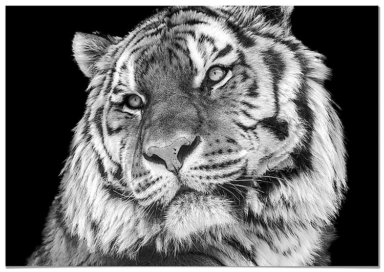 Cuadro Tigre Home & Living 