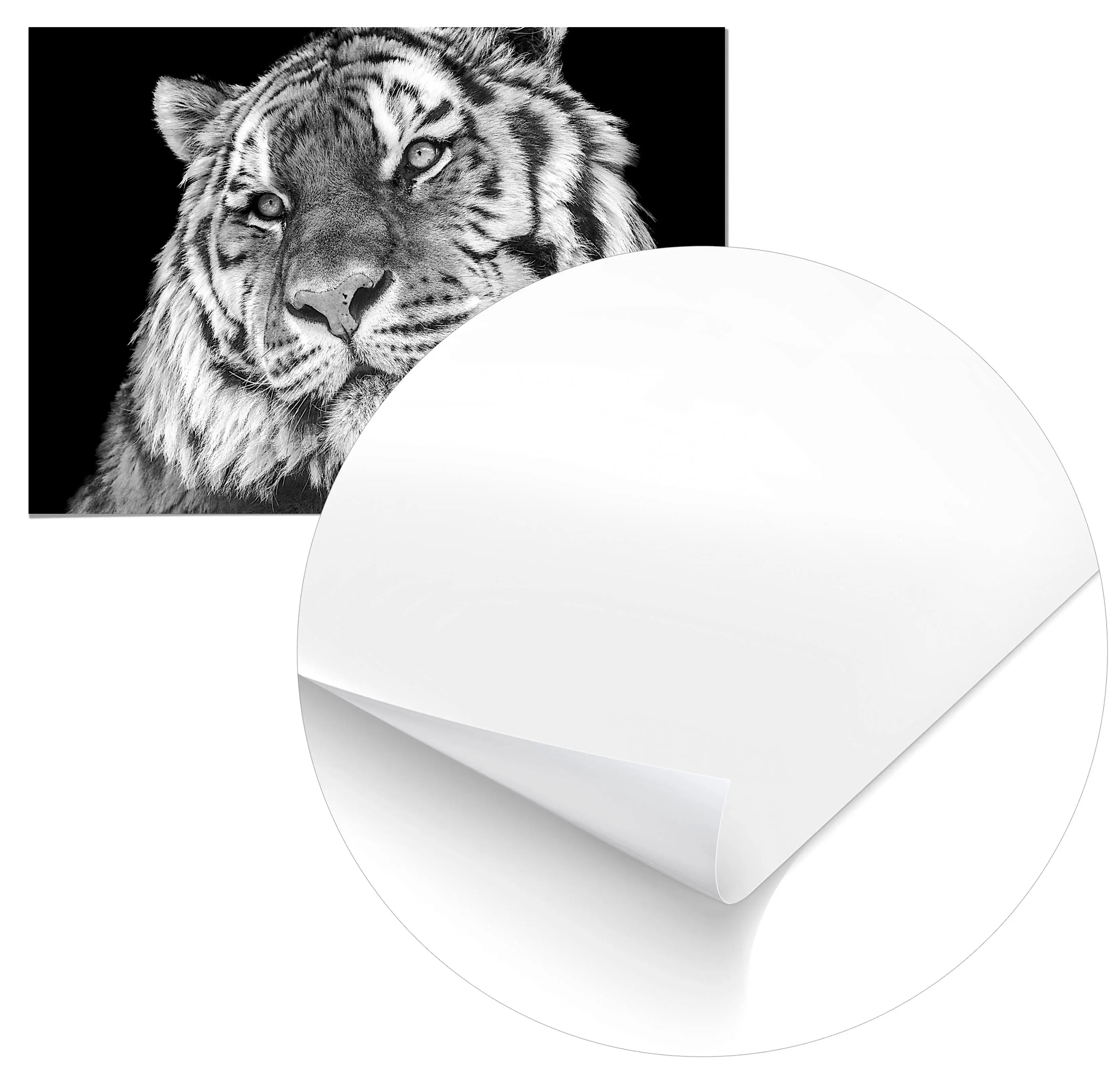 Cuadro Tigre Home & Living 